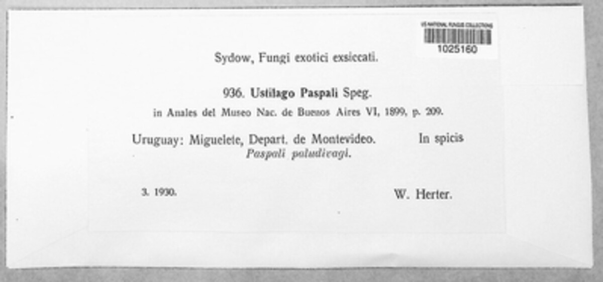 Ustilago paspali image